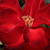 Rouge - Rosiers floribunda - Satchmo